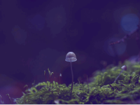 Pilz technologie
