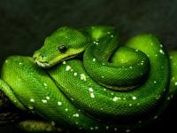 Python- Das Tor zu Technologie und Innovation im Jahr 2024
